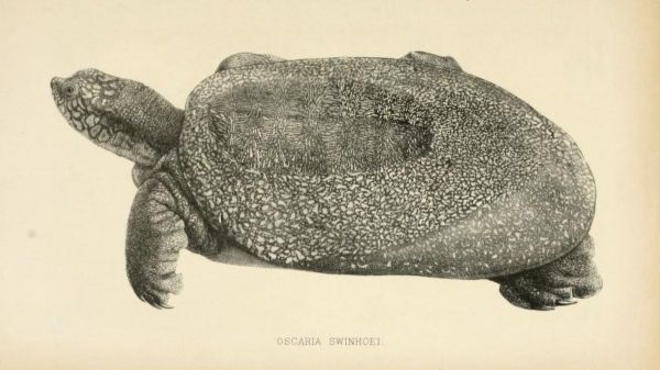 La Chine vous donnera 12.000 euros si vous retrouvez un spécimen vivant de cette étrange tortue