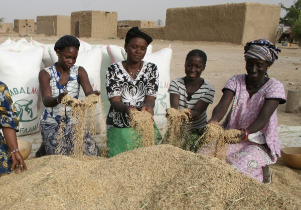 Riz : Une production attendue en hausse