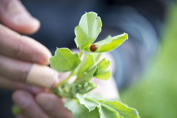 « Printemps des transitions » : l'enseignement agricole mobilisé pour l'agriculture de demain