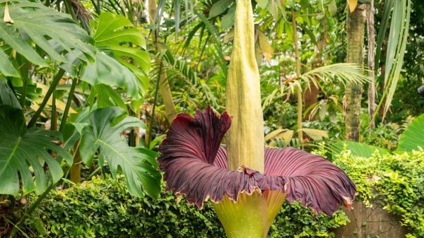 Le «phallus de Titan» et son odeur nauséabonde attirent les curieux à Nancy