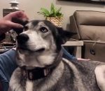 Un chien sait comment s'y prendre avec son humain pour avoir ce qu'il veut