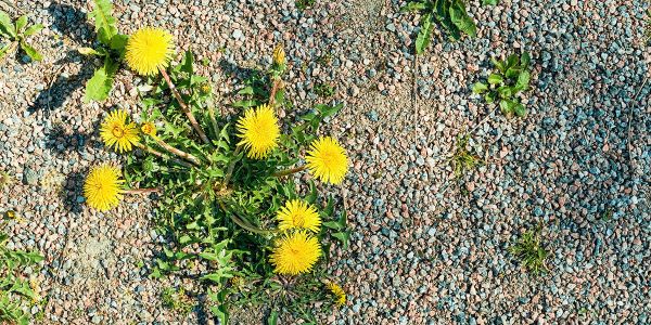 9 solutions radicales pour supprimer les mauvaises herbes dans le gravier !
