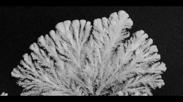 Quand la chimie devient art : des cristaux en timelapse par Thomas Blanchard