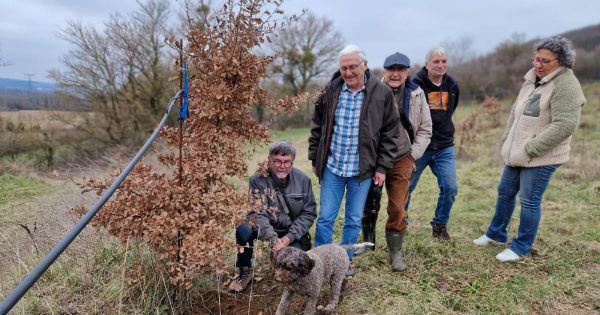 Rencontre. « Le public ne sait pas toujours qu'on récolte de la truffe en Isère »