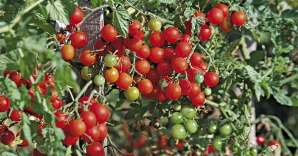 Conseils jardinage. Nos conseils pour faire pousser de belles tomates en été !