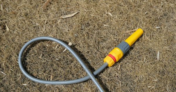 Arroser sa pelouse pendant une canicule : bonne ou mauvaise idée ?