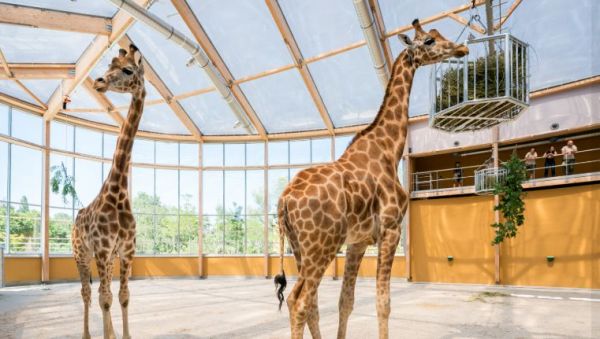 EN IMAGES - Deux girafes sont arrivées au zoo de Mulhouse