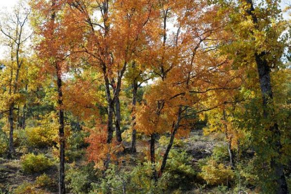 Et si les arbres connaissaient parfaitement la date du solstice d'été