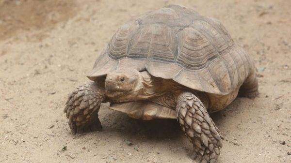 Le pilote d'un avion qui s'est écrasé aux États-Unis voulait éviter une tortue sur la piste