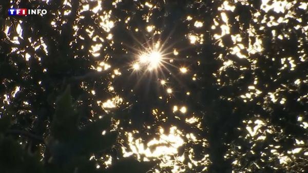 "On n'est pas habitués" : au Mans, les habitants rivalisent d'astuces pour se protéger des effets de la canicule | TF1 INFO