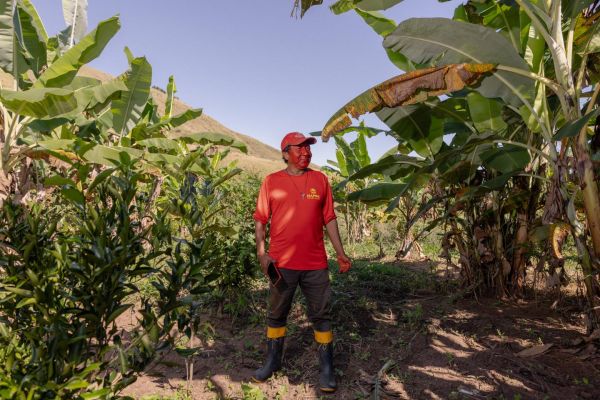 Au Brésil, la tribu qui replante sa forêt : « Bientôt, les arbres vont pousser, et avec leur ombre, les animaux reviendront aussi ! »
