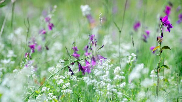 Glaïeul, agripaume et blackstonie: le sauvetage de plantes rares passe aussi par la génétique