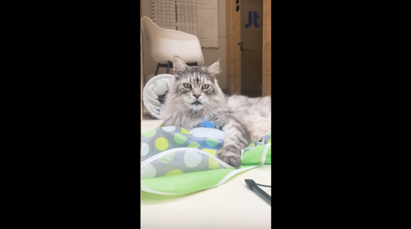 INSOLITE : L’hôtel cinq étoiles pour chats, Georges Cat