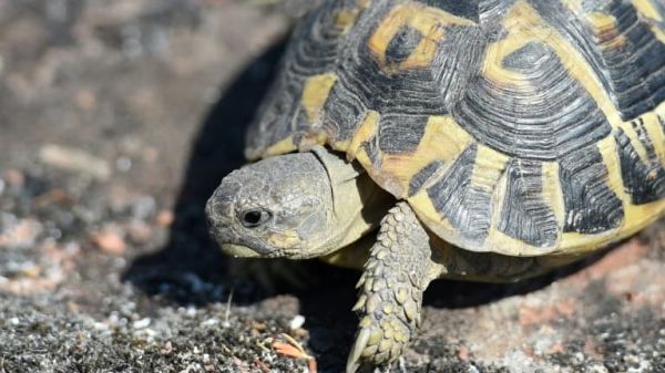 Caroline du Nord: un avion de tourisme s'écrase en voulant éviter une tortue sur la piste d'atterrissage, le pilote et un passager retrouvés morts