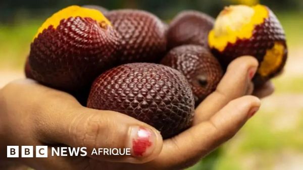 Huit jus de fruits qui ne peuvent être dégustés qu'en Amazonie