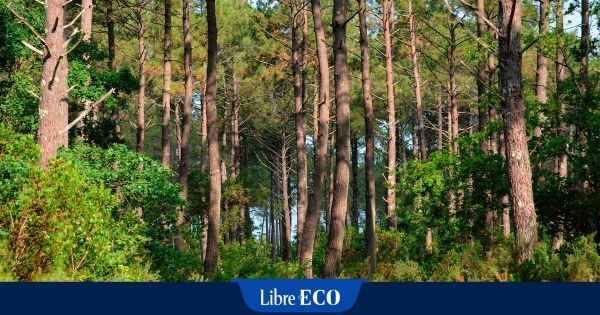 Les grands massifs forestiers français peuvent dépasser 20 000 euros l'hectare
