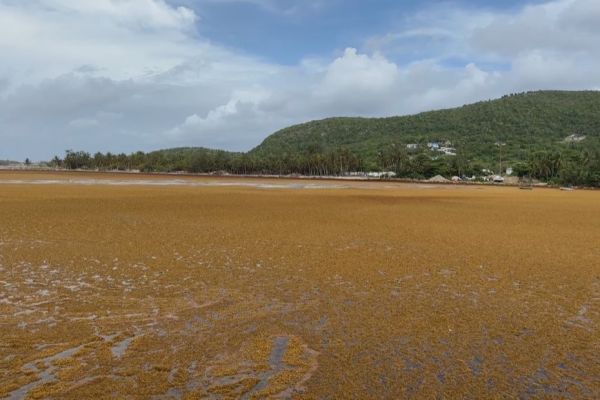 Annulation de rotations maritimes et économie en berne à La Désirade : un ensablement empêche l'évacuation naturelle des sargasses