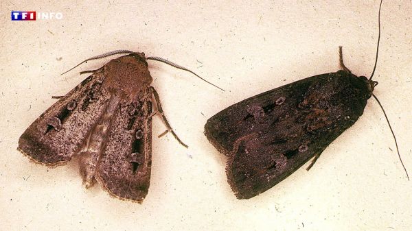 Le super-pouvoir de ce papillon australien ? Se repérer grâce aux étoiles sur des centaines de kilomètres  | TF1 INFO