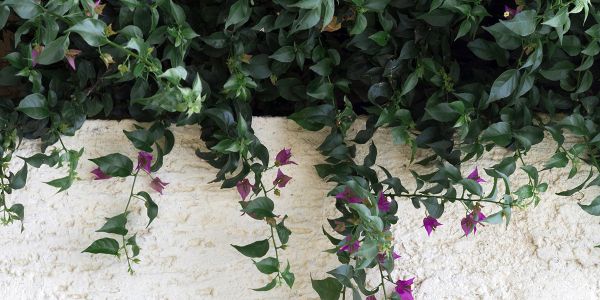 Les branches du voisin dépassent sur mon terrain : ai-je le droit de les couper ? Que dit la loi ?