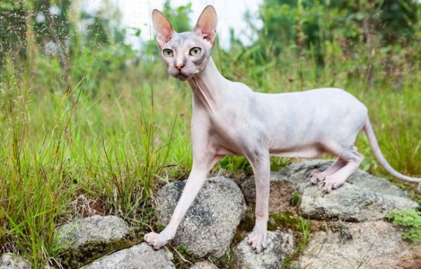 Chat insolite : le donksoy