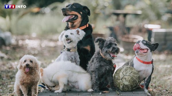 Adopter un chien ? Attention à ces races réputées plus fragiles | TF1 INFO