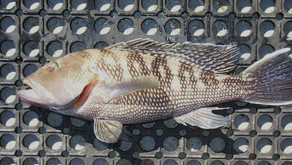 Le Black-bass, un poisson à la grande bouche