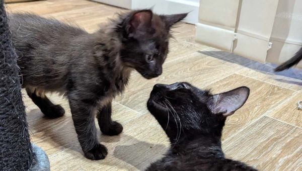 #TropMignon - Moonlight et ses petits : des chats noirs prêts à illuminer votre vie