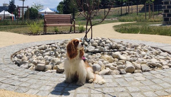 Voiron inaugure le premier cimetière pour animaux de compagnie en Isère