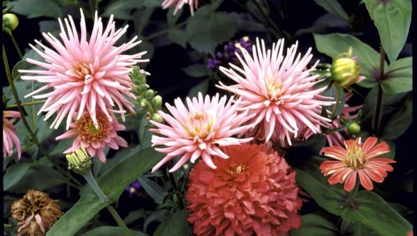 Le dahlia, une magnifique plante trop peu utilisée dans nos jardins