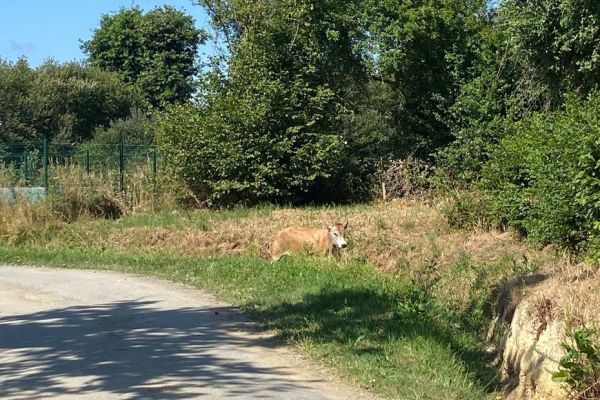 Troupeau en divagation : une quinzaine de petits taureaux ont été retrouvés saints et saufs, au moins un abattu, d'autres signalés près de Rennes
