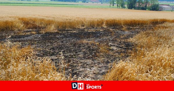 Un champ en partie ravagé par les flammes à Ville-en-Hesbaye
