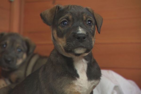 Associations de protection animale : tandis que les moyens baissent, les abandons de chiots se multiplient