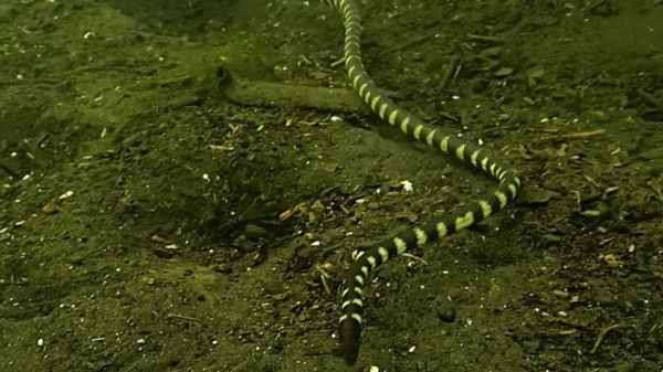 On ne trouve ce serpent de mer qu'à un seul endroit sur Terre... et ce n'est pas la mer