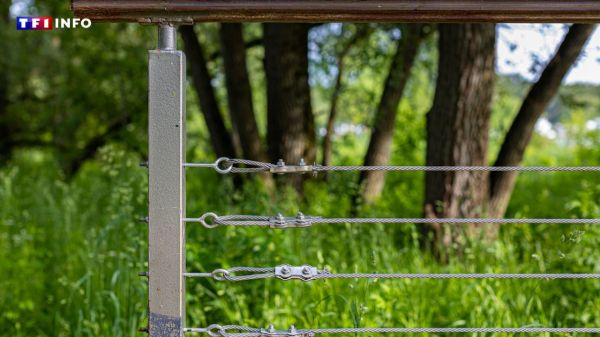 Puis-je installer une clôture électrique dans mon jardin ? | TF1 INFO