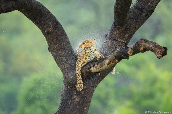 L’instant décisif sauvage : découvrez la photo gagnante du concours Africa Geographic Photographer of the Year 2025