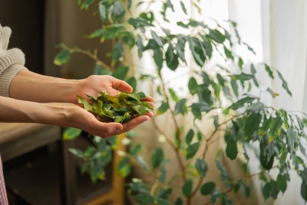 Un ruban rouge noué à un laurier n'est pas un simple détail, voici ce que cela active dans votre maison