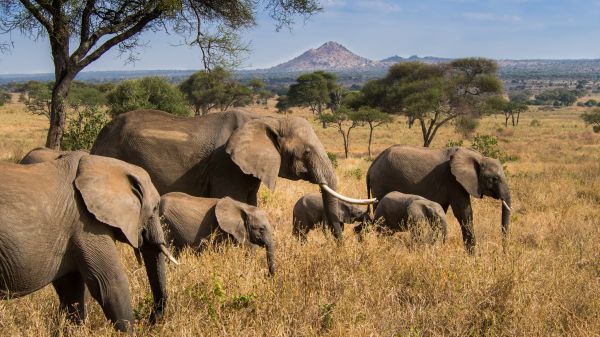 Attention aux 100.000 Français qui vont en Tanzanie: l'Europe a placé les 35 compagnies aériennes du pays sur liste noire