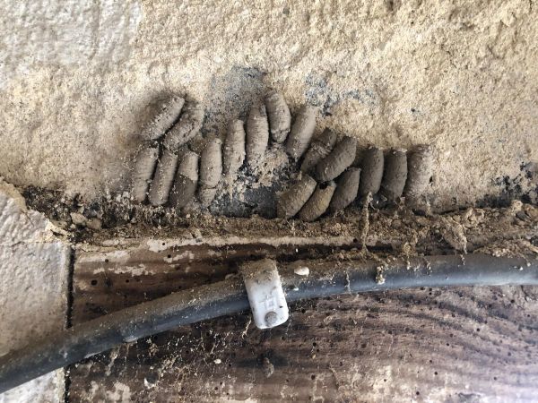 Quels sont ces étranges nids sous le crépi découverts à Gond-Pontouvre ?