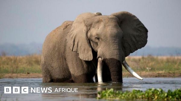 Trop d'éléphants : L'abattage des éléphants au Zimbabwe est-il justifié ?