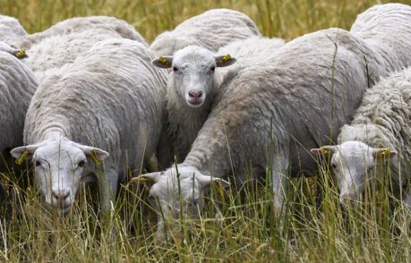 Tarn-et-Garonne : Qui veut s'occuper des 240 moutons du village de Sistels ?