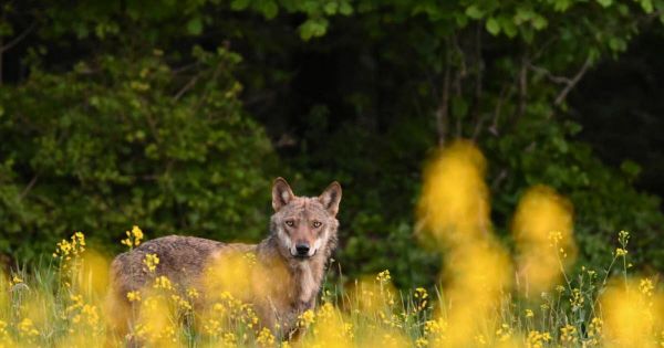 Meuse. Loup : une présence à gérer rapidement