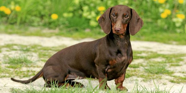 L'art de soigner son chien avec des huiles essentielles