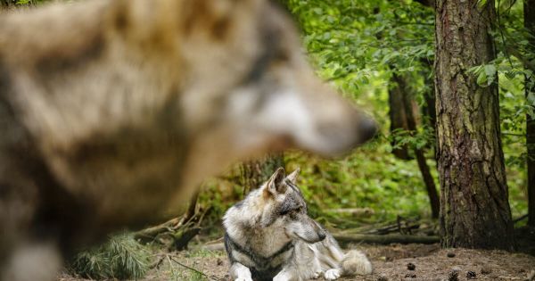 Agriculture. Les conditions de tirs de défense contre les loups désormais assouplies