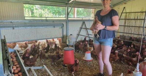 Côte-d'Or. Pour compléter ses revenus, elle vend ses oeufs dans des distributeurs automatiques