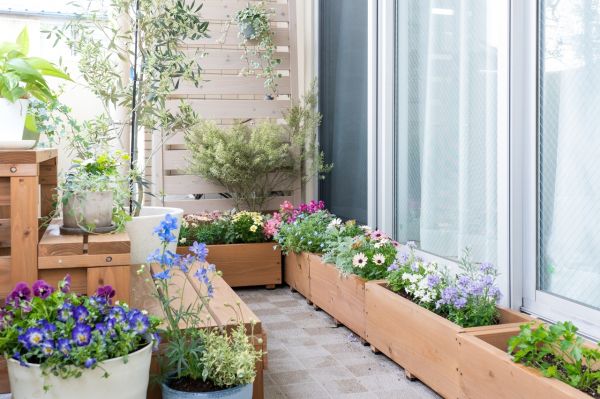 Ni bambou, ni jasmin : cette plante aux belles fleurs va sublimer vos petits balcons cet été (et vous sauver de la canicule)