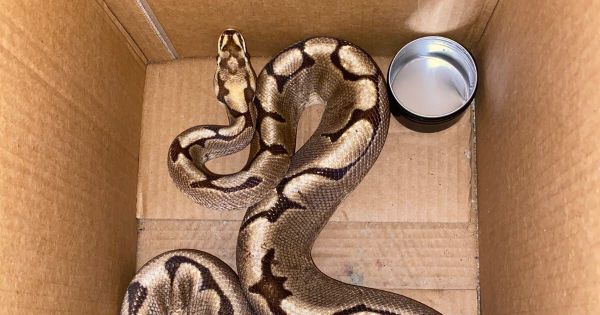Grenoble. Les résidents d'un immeuble du cours de la Libération ont découvert un python dans leur cour