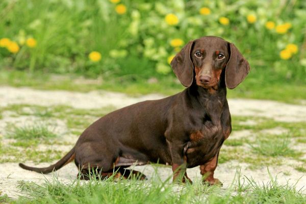 L'art de soigner son chien avec des huiles essentielles