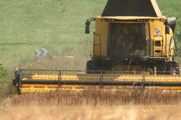 "En 35 ans, on n'a jamais vu ça" Les moissons d'orge commencent avec près de trois semaines d'avance