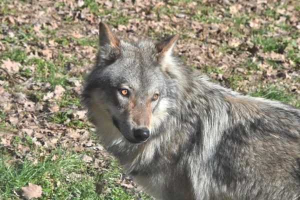 Loup : les éleveurs de bovins peuvent effectuer des tirs de défense, même sans attaque de leur troupeau