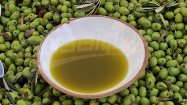 تراجع عائدات صادرات زيت الزيتون إلى موفى ماي